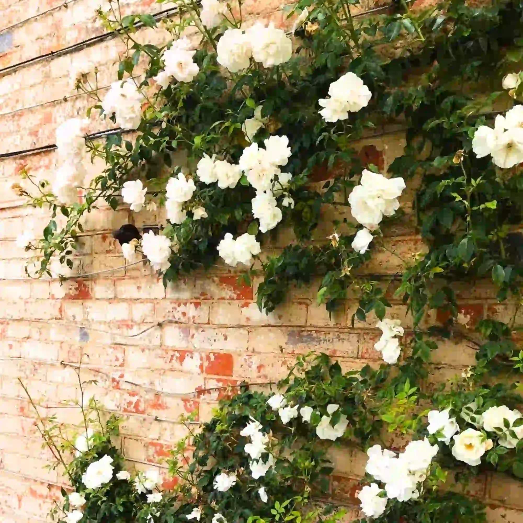 Rose Creeper